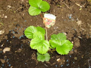 Jessies Mini Garden - Elan Strawberry Plant